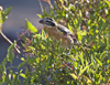 Black-headed Grosbeak female